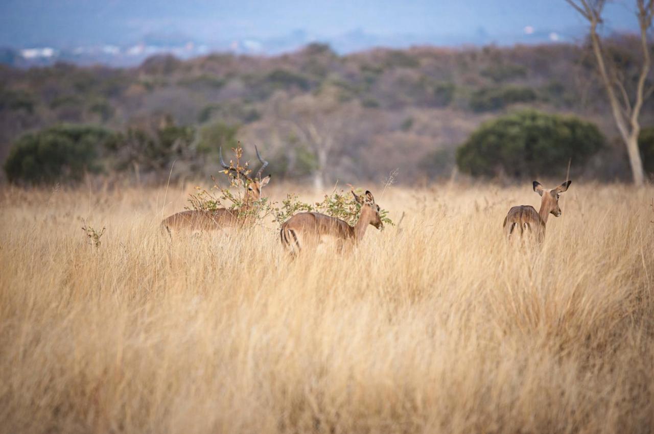 Tholo Manzi Private Game Farm Villa Zeerust Exterior foto